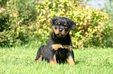 ROTTWEILER 655